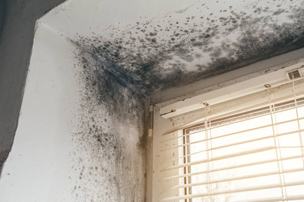 Affordable Commercial Mold Remediation solutions in Davidsville, PA