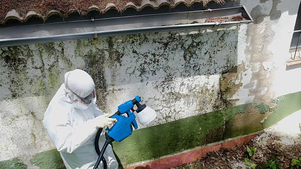 Top rated local Commercial Mold Remediation specialists in Davidsville, PA